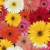 100% Cotton Fabric Nutex Flower Market Floral Gerberas Yarborough Crescent -OHSEWCRAFTY 100 cotton fabric nutex flower market floral gerberas yarborough crescent
