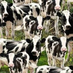 100% Cotton Fabric Timeless Treasures Cow Calf Farm Animal